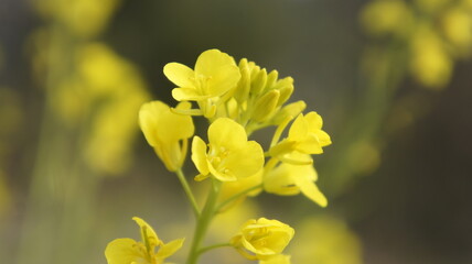 Mustard Flower 