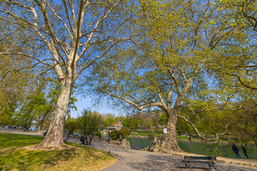 TURIN, ITALY, APRIL 11, 2023 -  Imposing trees in spring time in Valentino Park in Turin, Piedmont, Italy
