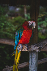 a colorful parrot