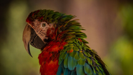 a colorful parrot
