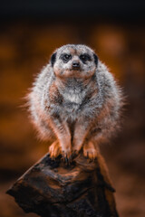 a cute meerkat