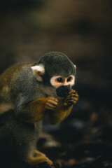 a little monkey eating