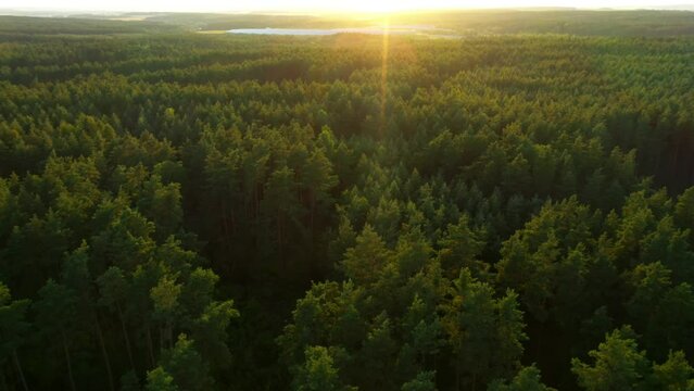 Tree tops against sunny sky. Pine forest is a natural resource.	
