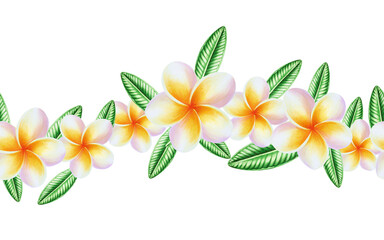 Watercolor seamless border realistic tropical illustration of plumeria flowers with leaves isolated on white background. Beautiful botanical hand painted frangipani banner. For designers, spa decor