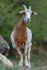 Fototapeta premium portrait of a goat