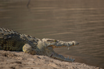 Basking crocdile