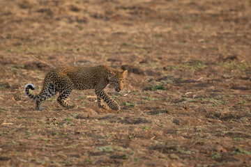 Leopard cub walking on plain
