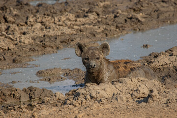 Spotted hyena wallows in muddy puddle
