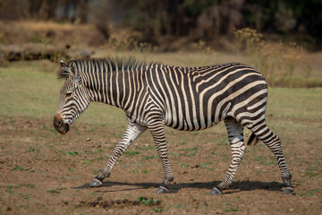 Fototapeta na wymiar Side view of Crawshay zebra