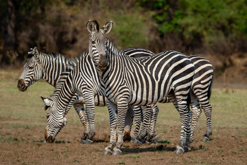 Fototapeta na wymiar Herd of Crawshay zebras feeding
