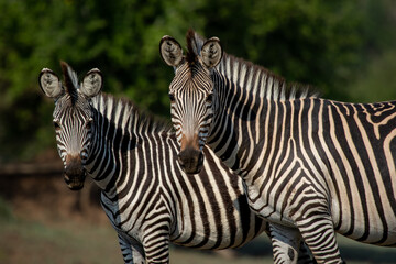 Fototapeta na wymiar Two Crawshay zebras