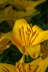 Blooming yellow lilies in a summer sunset light macro photography. Garden lily flowers with bright orange petals in summertime, close-up photography. Large flowers in sunny day floral background.