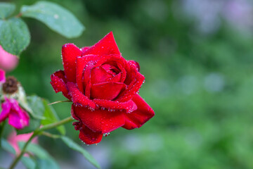 Blossom red rose flower with raindrops macro photography on a sunny summer day. Garden rose with...