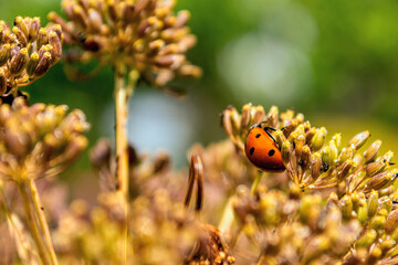 Close up Ladybug crawls on flowers on a blurred background