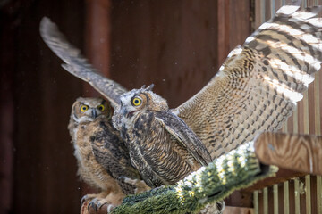 barn owl on a branch