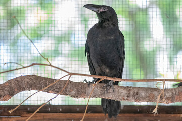 Raven on a Branch