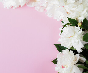 Fototapeta na wymiar Beautiful fresh white peonies on pink background