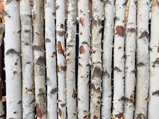 white birch trunks stand together