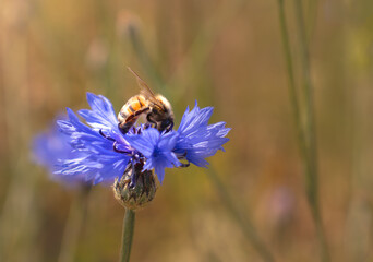 A bee collects honey on blue cornflowers on a bright sunny day. Summer bright background.