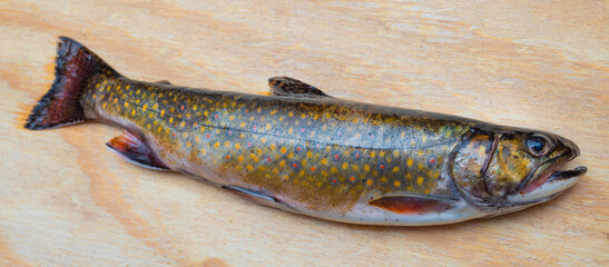 Freshly caught colorful brook trout