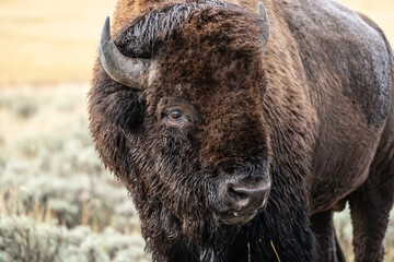 American Bison Portriat