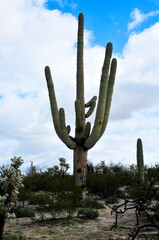 Old Saguaro Cactus Sonora desert Arizona