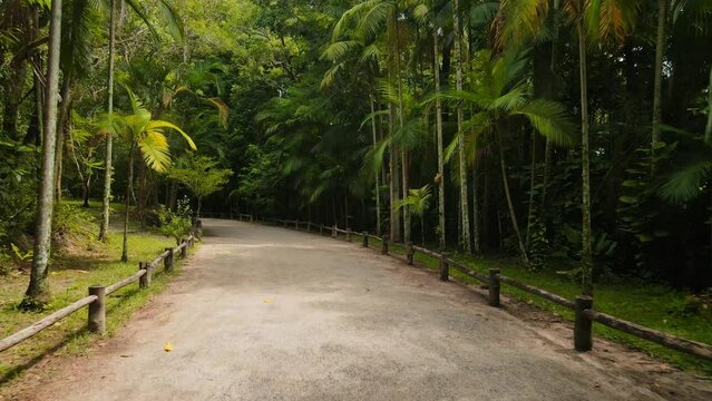 Path with tropical trees in Corrego Grande Municipal Park, Florianopolis