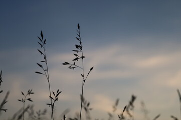 grass and sky