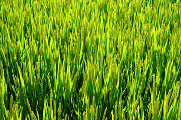 Mature rice in rice field, The rice fields are under the blue sky.