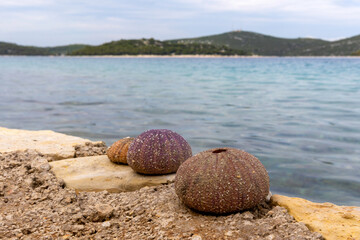 sea ​​urchins on the beach