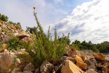 flower on the rocks with sky and clouds