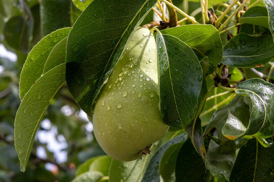 pear on tree after raining