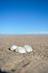 white shells on the sand