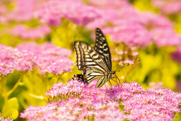 Papilio xuthus Linnaeus, Butterfly is on a flower