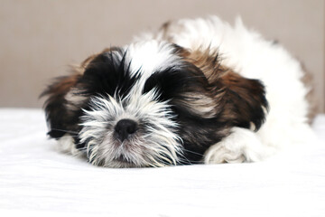 Shitzu puppy. Cute fluffy puppy. lies on a light background. Isolate. Close-up. Selective focus. Copyspace