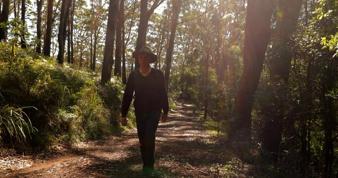 Older man in brimmed hat walking up track in sun filled forest. Outdoors, healthy lifestyle. Bush walk in nature. Stroll in nature. Male, Caucasian retiree. Eucalypt forest. Gum trees.