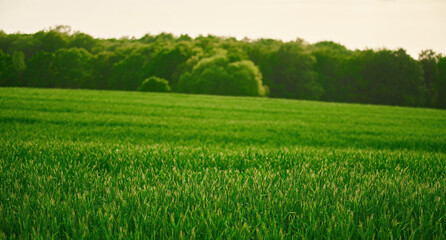Obraz na płótnie Canvas Landscape with green grass field. Green vibrant field in the morning. Pleasant landscape in the rural area.