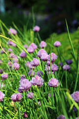Macro image of a bed of sunlit Chive blooms, Devon England
