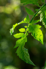 Green leaf of a garden plant in sunlight macro photography. The texture of a juicy leaf on a sunny summer day, close-up photo. Fresh greens with deep shadows in the springtime.	