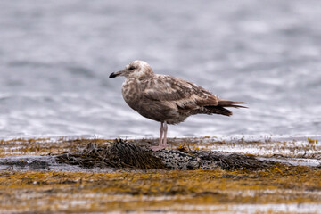 seagull on the beach