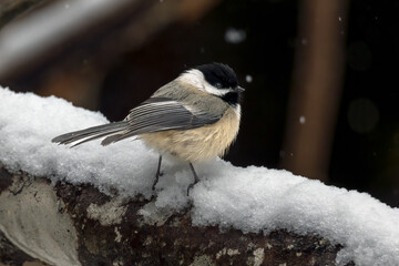 Black-capped chickadee in the snow