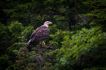 Eagle perched in a tree