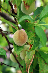 Peach just starting to change colour in late Spring, Devon, England
