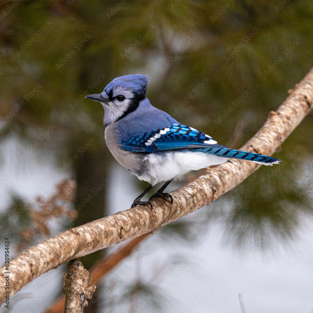 Sticker blue jay on a branch in winter