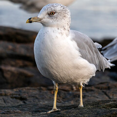 seagull on the beach