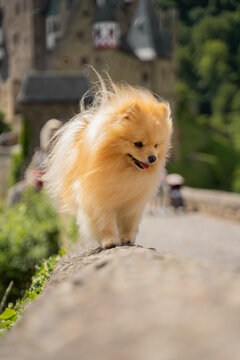 Pomeranian Zwergspitz vor der Burg Eltz im Sommer