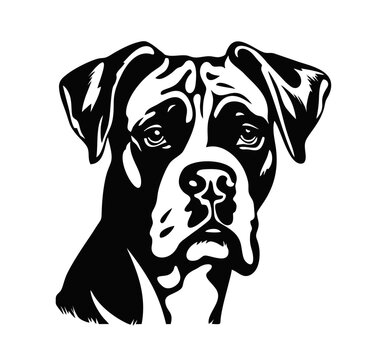 Vector isolated one single sitting Boxer dog head front view black and white bw two colors silhouette. Template for laser engraving or stencil, print for t shirt	