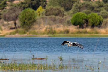 Grey Heron (Ardea cinerea).