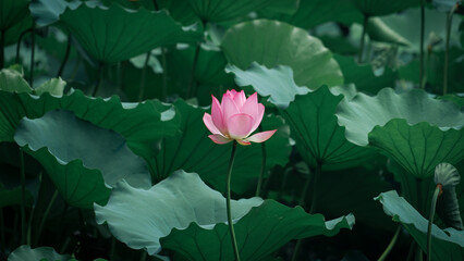 pink lotus flower