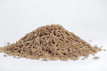 Maggot Black Soldier Fly (BSF) for farm, feed and fisher